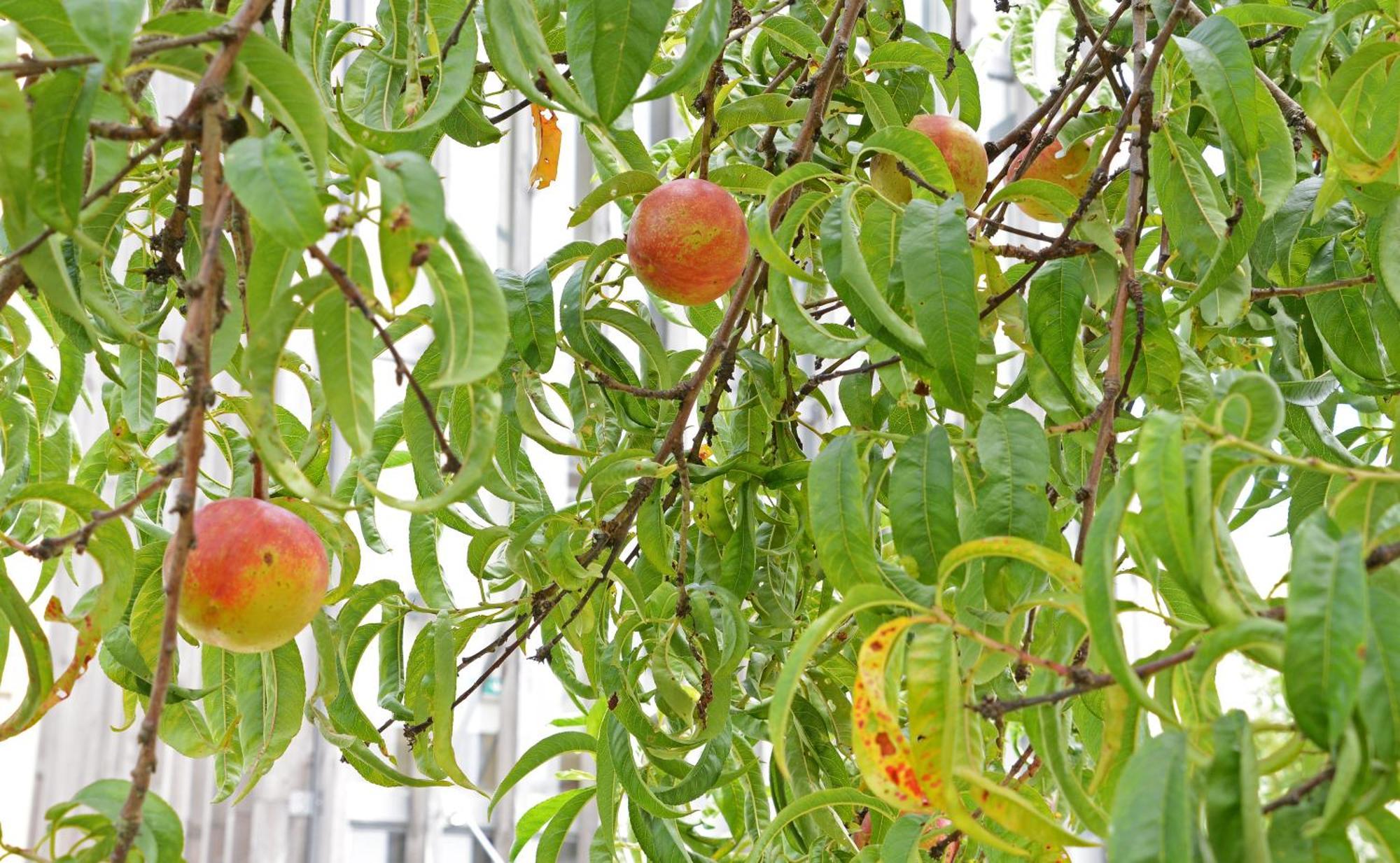 Peach Hostel & Suites Porto Ngoại thất bức ảnh